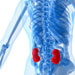 skeleton-body-kidneys-diabetes-risk