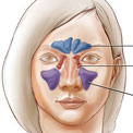 facial-sinus-cavaities