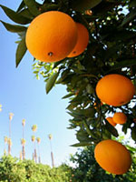 oranges-vitamin-c