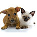 Are Cats or Dogs Better for Your Health?