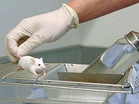 lab-rat-latex-hand