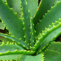 aloe-cool-uses
