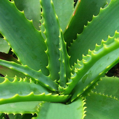 aloe-cool-uses