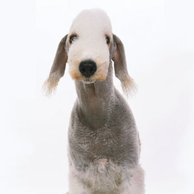 bedlington-terrier
