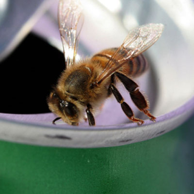 bee-soda-can