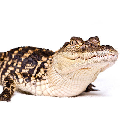 birth-control-alligator-condom