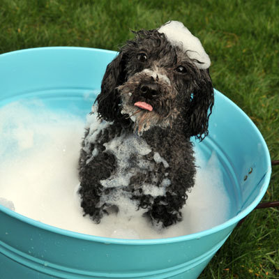 dog-bath