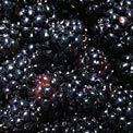 eat-black-raspberries