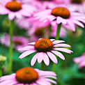 echinacea