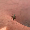 insect-bites-sting