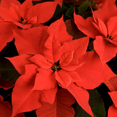 pointsettia