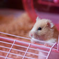 pet-dander