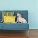 pet-dander