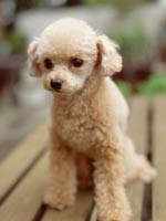 poodle