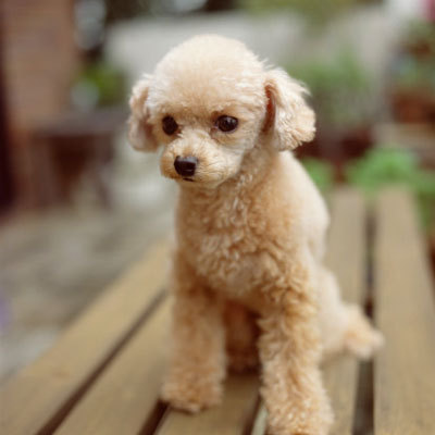 Pictures Hypoallergenic Dogs