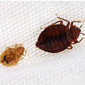 bed bugs