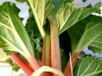 eat-rhubarb