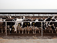 cows-hormones