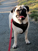 The Best Workout Buddy? A Furry Friend! murphy tina dog 150x200 The Best Workout Buddy? A Furry Friend!