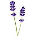 uses-of-lavendar