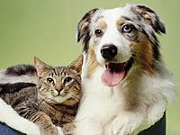 dog-cat-asthma