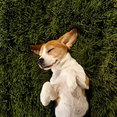 cute-puppy-mode