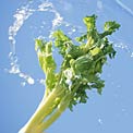 celery-hydrating-food