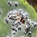cochineal-bugs