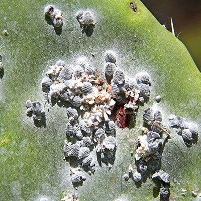 cochineal-bugs