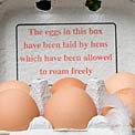 free-range-eggs