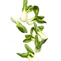 bok-choy