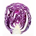 red-cabbage