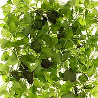 health benefits of microgreens