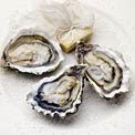 oysters-for-cold