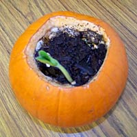 Its National Pumpkin Day! Our 12 Favorite Pinterest Pins pumpkin planter 200x200 Its National Pumpkin Day! Our 12 Favorite Pinterest Pins