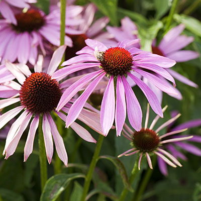 echinacea