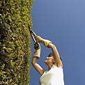 pruning-garden-landscape