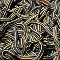 scared-of-snakes