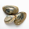 vitamin-b12-clams