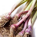 spring-garlic