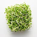 sprouts