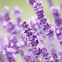 anxiety-lavender
