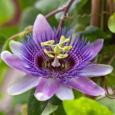 anxiety-passionflower