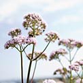 anxiety-valerian