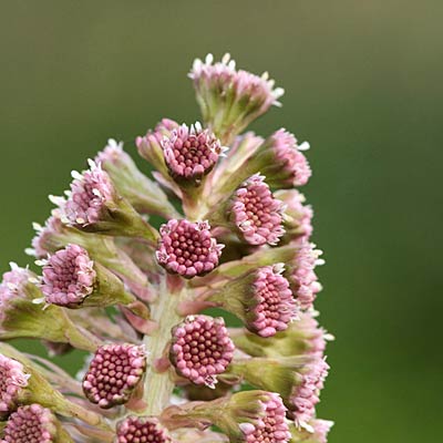 allergies-butterbur