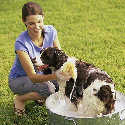 Can You Bathe Your Dog In Normal Shampoo Can You Bathe Your Dog In Normal Shampoo
