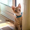 cat-vent