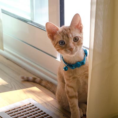 cat-vent