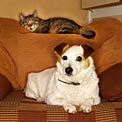 dog-cat-dandruff