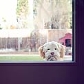 keep-dog-outside